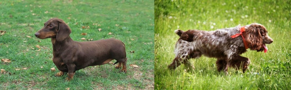 Russian Spaniel vs Dachshund - Breed Comparison