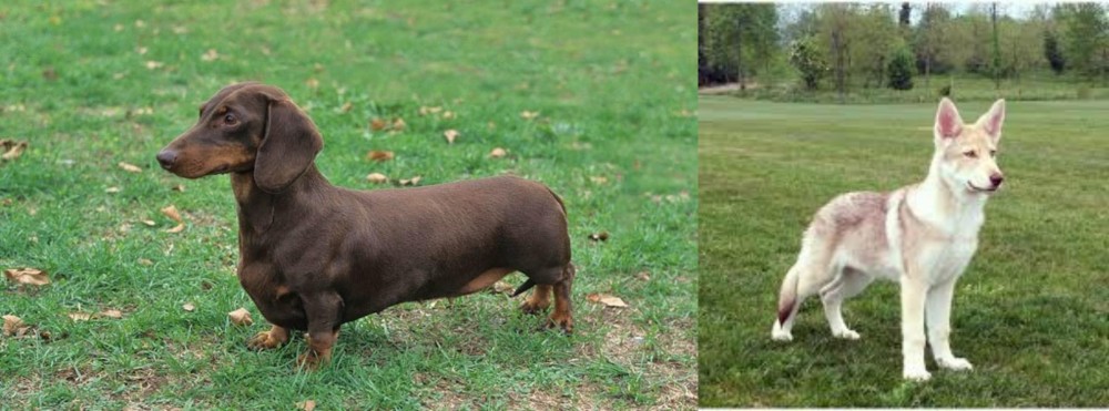 Saarlooswolfhond vs Dachshund - Breed Comparison