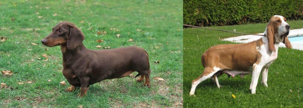 Sabueso Espanol vs Dachshund - Breed Comparison