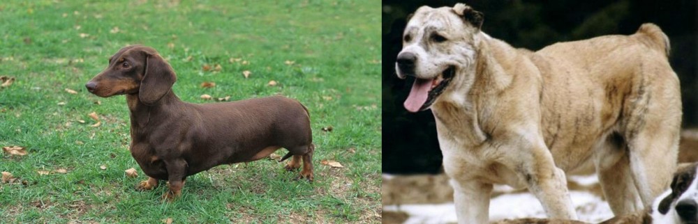 Sage Koochee vs Dachshund - Breed Comparison