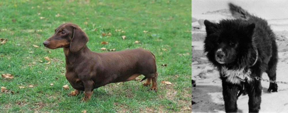 Sakhalin Husky vs Dachshund - Breed Comparison