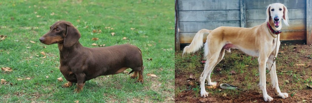 Saluki vs Dachshund - Breed Comparison