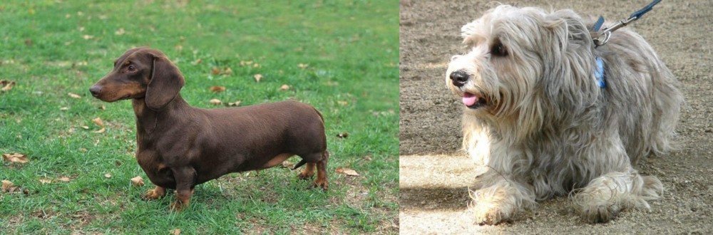 Sapsali vs Dachshund - Breed Comparison