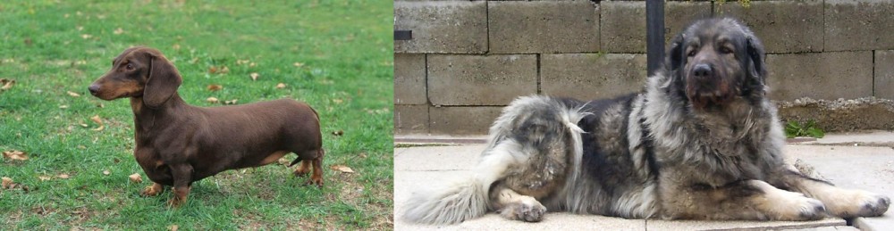 Sarplaninac vs Dachshund - Breed Comparison