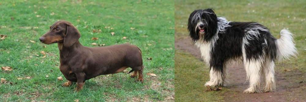 Schapendoes vs Dachshund - Breed Comparison