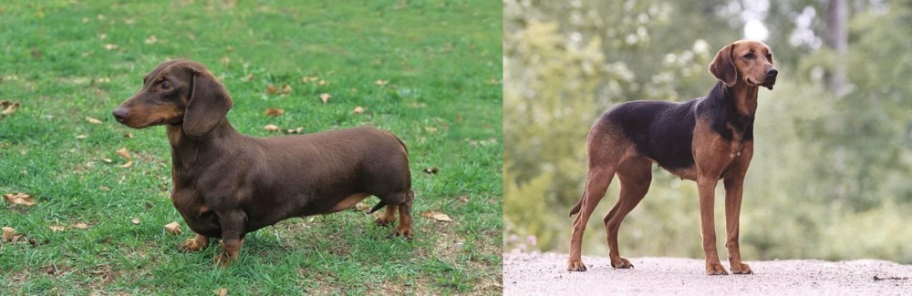Schillerstovare vs Dachshund - Breed Comparison