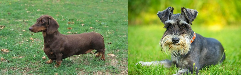 Schnauzer vs Dachshund - Breed Comparison