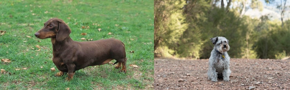 Schnoodle vs Dachshund - Breed Comparison