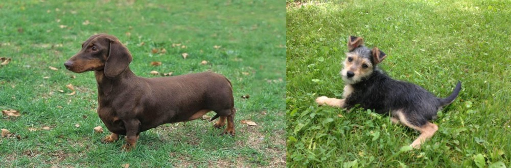 Schnorkie vs Dachshund - Breed Comparison