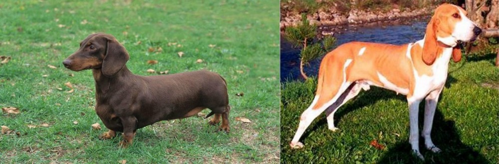 Schweizer Laufhund vs Dachshund - Breed Comparison