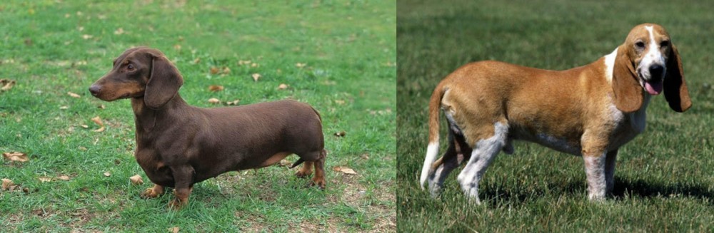 Schweizer Niederlaufhund vs Dachshund - Breed Comparison