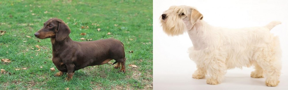 Sealyham Terrier vs Dachshund - Breed Comparison