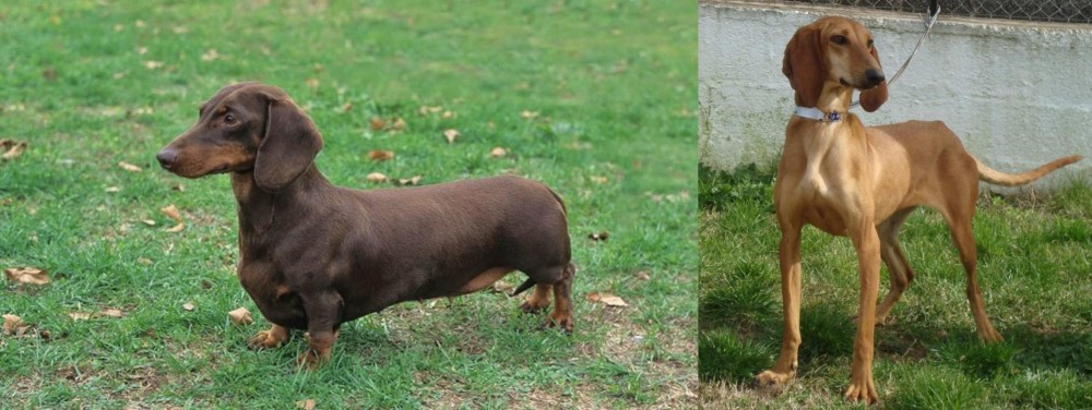 Segugio Italiano vs Dachshund - Breed Comparison