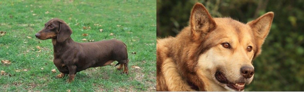 Seppala Siberian Sleddog vs Dachshund - Breed Comparison