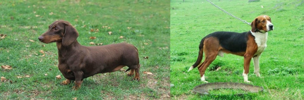 Serbian Tricolour Hound vs Dachshund - Breed Comparison