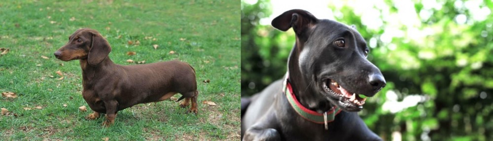 Shepard Labrador vs Dachshund - Breed Comparison