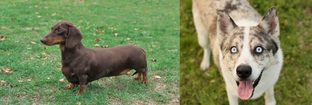 Shepherd Husky vs Dachshund - Breed Comparison