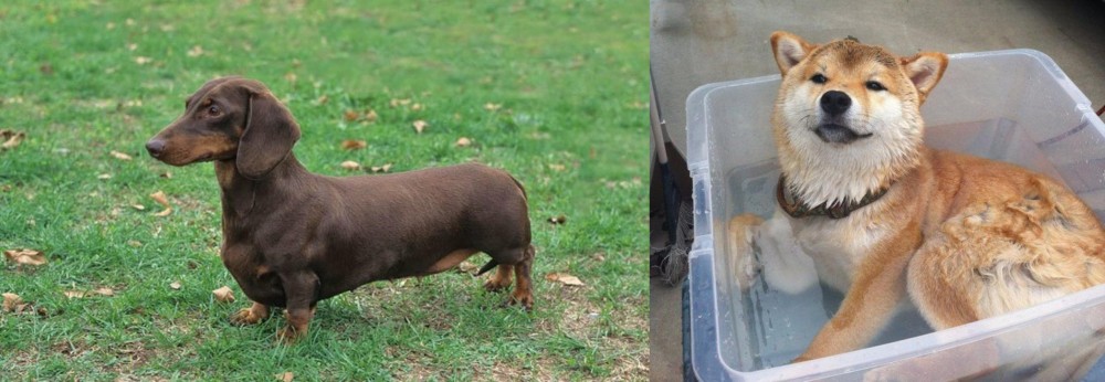 Shiba Inu vs Dachshund - Breed Comparison