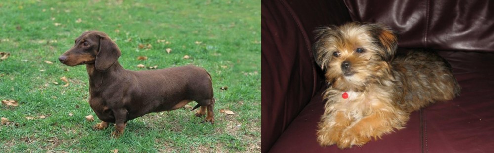 Shorkie vs Dachshund - Breed Comparison