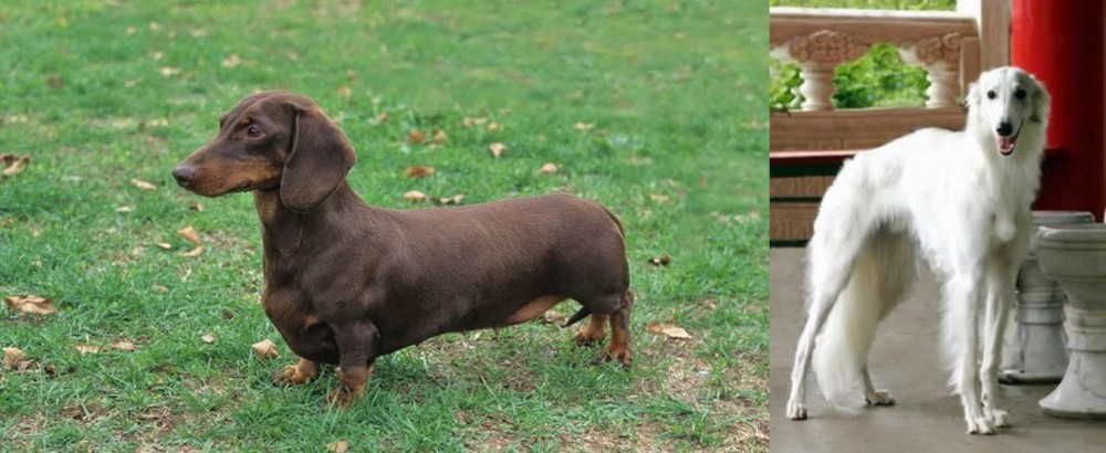 Silken Windhound vs Dachshund - Breed Comparison