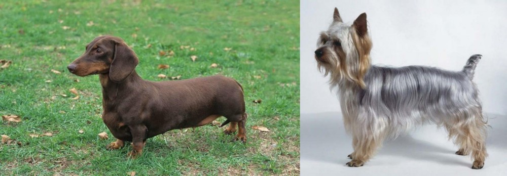 Silky Terrier vs Dachshund - Breed Comparison