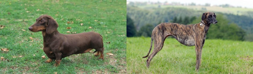 Sloughi vs Dachshund - Breed Comparison