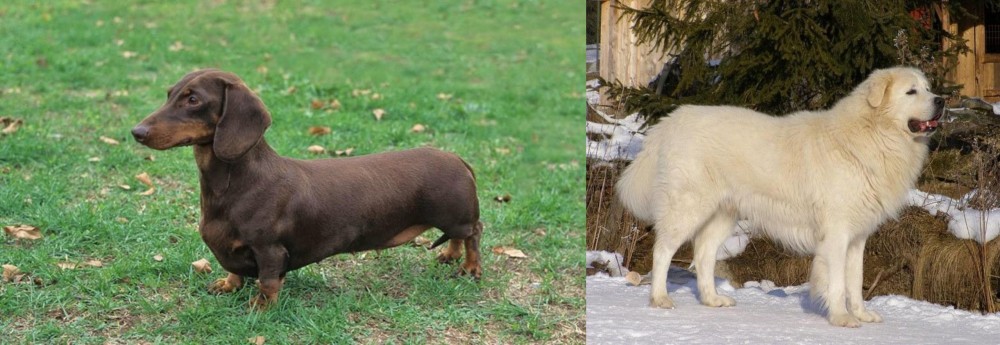 Slovak Cuvac vs Dachshund - Breed Comparison