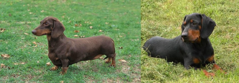 Slovakian Hound vs Dachshund - Breed Comparison