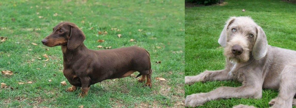 Slovakian Rough Haired Pointer vs Dachshund - Breed Comparison