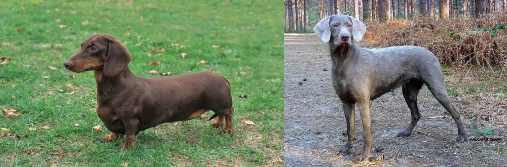 Slovensky Hrubosrsty Stavac vs Dachshund - Breed Comparison