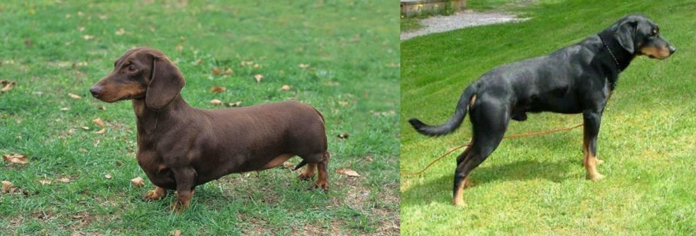 Smalandsstovare vs Dachshund - Breed Comparison