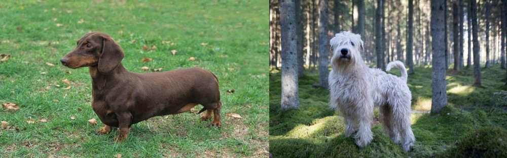 Soft-Coated Wheaten Terrier vs Dachshund - Breed Comparison