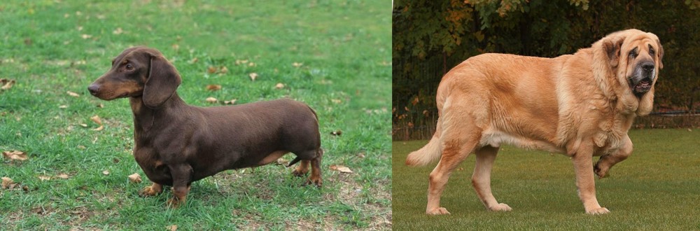 Spanish Mastiff vs Dachshund - Breed Comparison