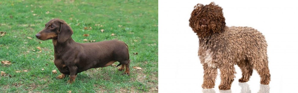 Spanish Water Dog vs Dachshund - Breed Comparison