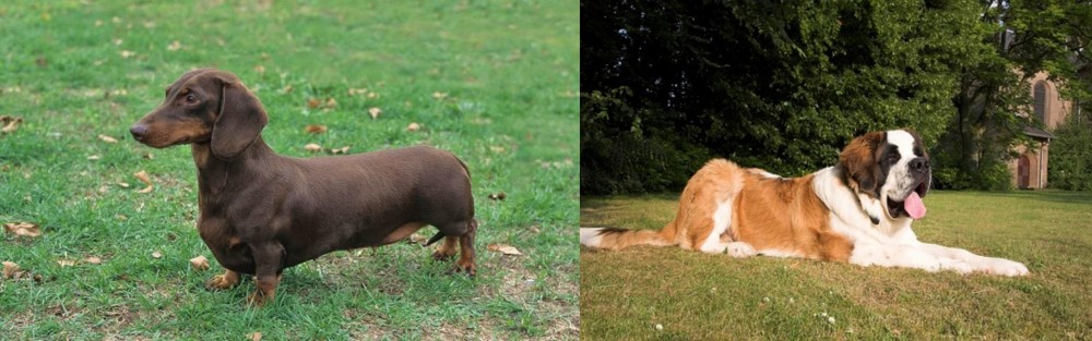 St. Bernard vs Dachshund - Breed Comparison