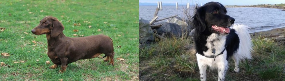 Stabyhoun vs Dachshund - Breed Comparison