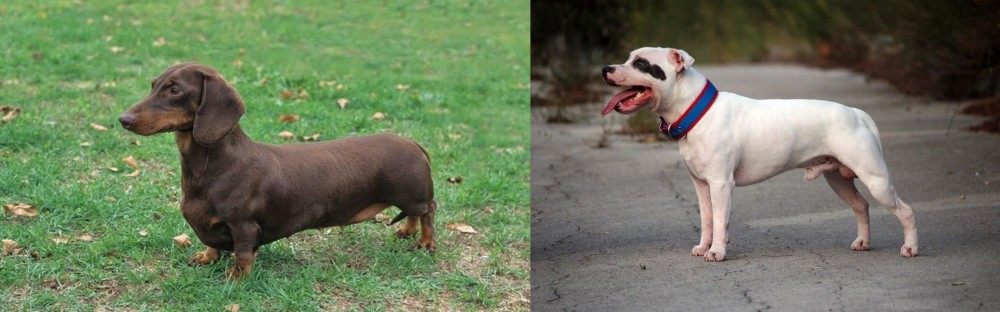 Staffordshire Bull Terrier vs Dachshund - Breed Comparison