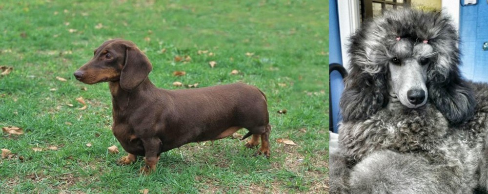 Standard Poodle vs Dachshund - Breed Comparison