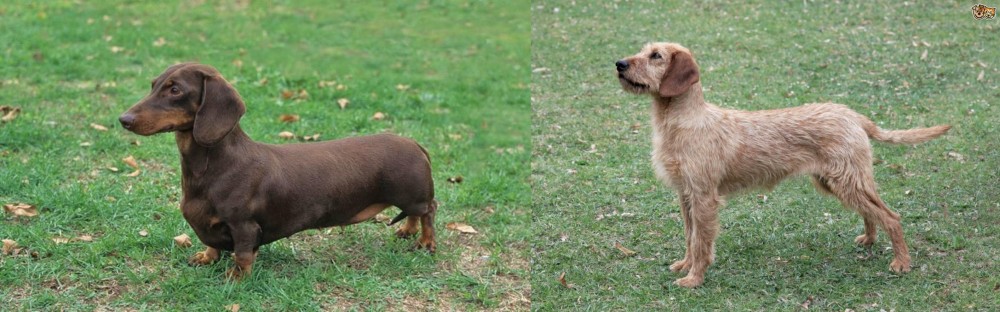 Styrian Coarse Haired Hound vs Dachshund - Breed Comparison