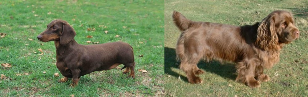 Sussex Spaniel vs Dachshund - Breed Comparison