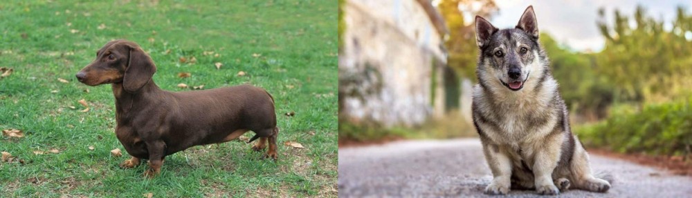 Swedish Vallhund vs Dachshund - Breed Comparison