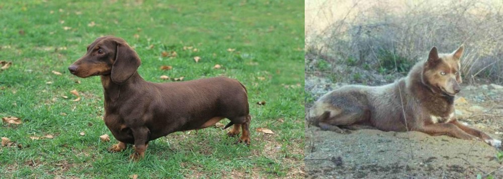 Tahltan Bear Dog vs Dachshund - Breed Comparison