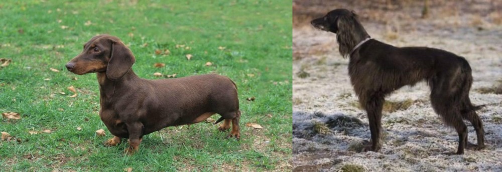 Taigan vs Dachshund - Breed Comparison