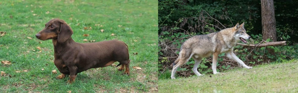 Tamaskan vs Dachshund - Breed Comparison