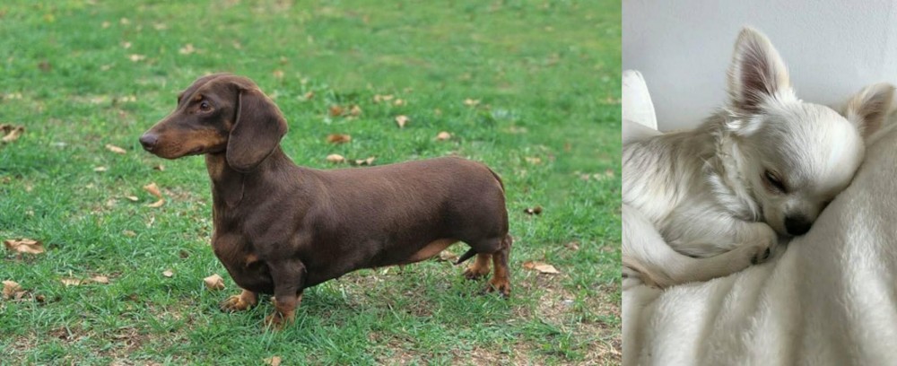 Tea Cup Chihuahua vs Dachshund - Breed Comparison