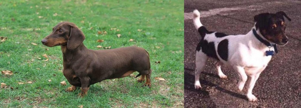 Teddy Roosevelt Terrier vs Dachshund - Breed Comparison
