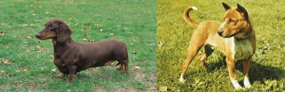 Telomian vs Dachshund - Breed Comparison