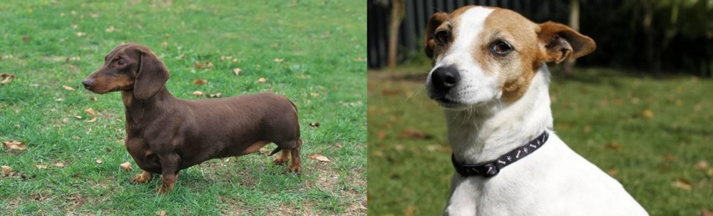 Tenterfield Terrier vs Dachshund - Breed Comparison