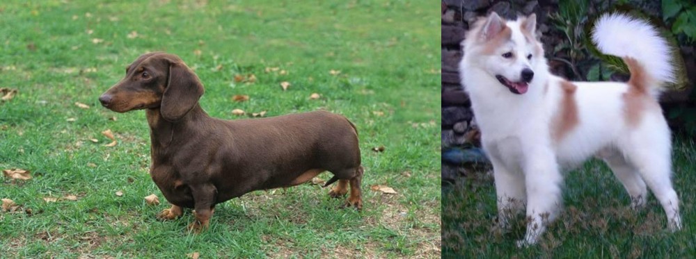 Thai Bangkaew vs Dachshund - Breed Comparison