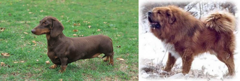 Tibetan Kyi Apso vs Dachshund - Breed Comparison